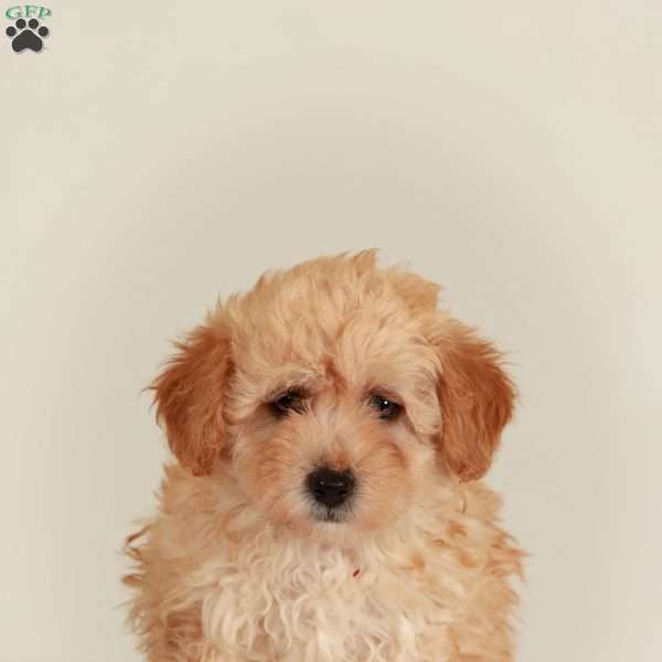 Teddy, Havapoo Puppy